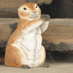 Country Artists Natural World Prairie Dog