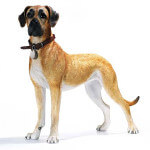 Top Dog Baxter - Great Dane